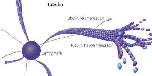 微管 您不曾了解系列：微管蛋白tubulin染色（活细胞）