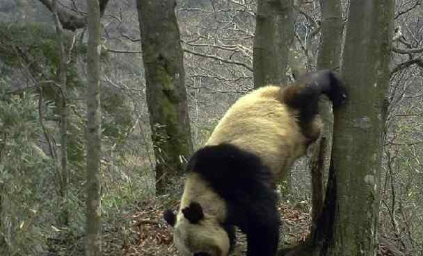野生大熊猫倒立撒尿 真相到底是怎样的？