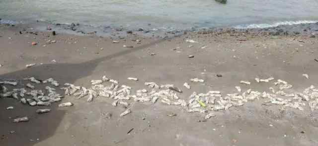 东莞海滩出现大量猪蹄 具体是什么情况？