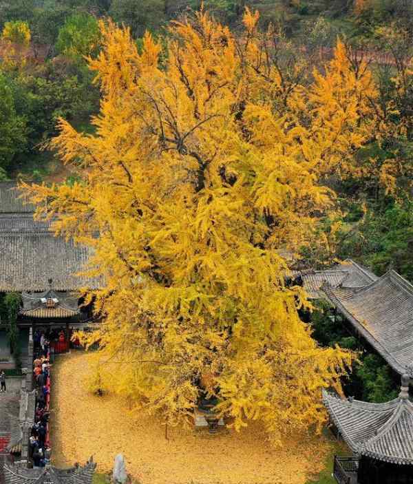 西安千年银杏古树 中外惊叹绝美
