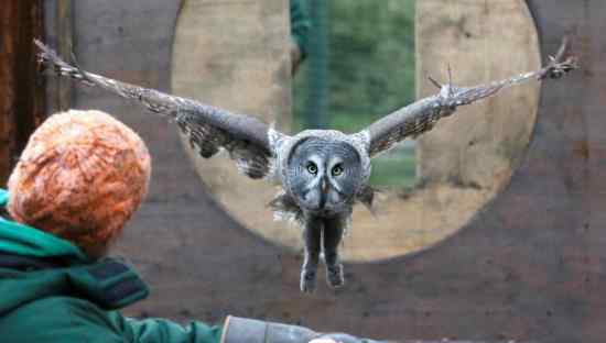 猫头鹰起飞瞬间变身小飞象 系动物园驯兽计划的一部分