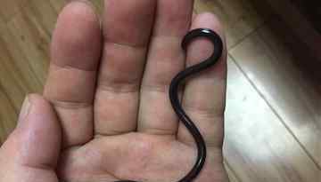 德阳市民发现钩盲蛇 是世界上体型最小的蛇种