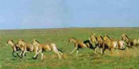 中蒙边界发现蒙古野驴 为国家一级保护动物