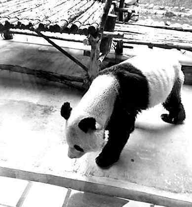 大熊猫瘦成皮包骨 园方回应得了牙髓炎