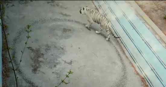 北京动物园回应老虎魔性转圈 目前是什么情况？