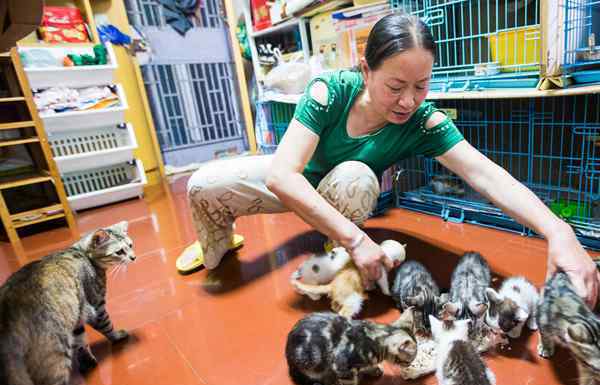 杭州阿姨养流浪猫17年 每月在猫身上花费至少3000元