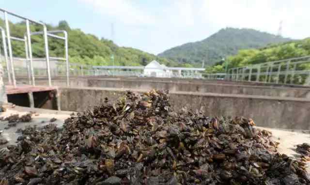 西湖捞起海瓜子 海瓜子会影响水质 网友：我保证能拯救整个西湖