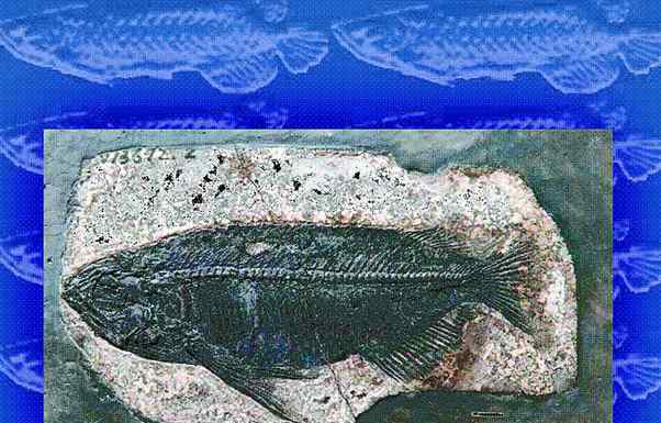 湖北发现世界最完整金龙鱼化石 简直堪称完美！