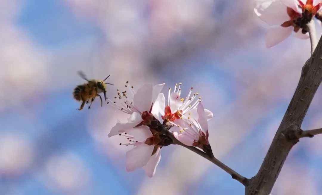 今日春分 燕归花开 过程真相详细揭秘！