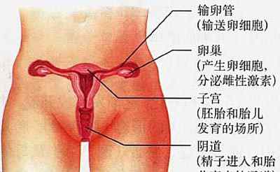 阴道内部结构 女性生殖系统功能以及结构介绍