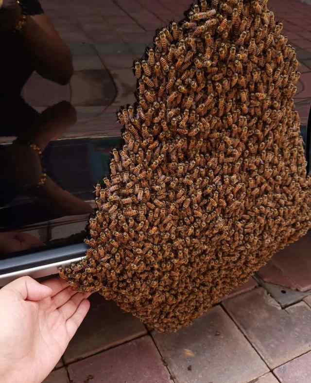 上千只蜜蜂在宝马车上筑巢 过程真相详细揭秘！