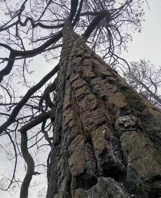 凉山火灾原因确认 到底什么情况呢？