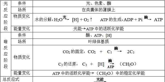 有氧呼吸 高中生物知识点之光合和呼吸