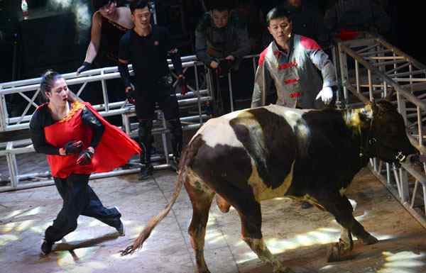女大学生斗牛 将330公斤重的牛摔倒在地