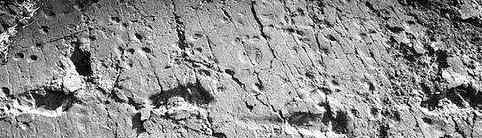 最古老人类脚印 这意味着什么?