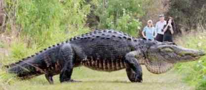 野外遇到史前动物 庞然大物居然是一条巨大的鳄鱼!