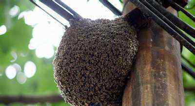 养蜜蜂邻居被蛰肿 蜂主答应社区处理掉蜜蜂