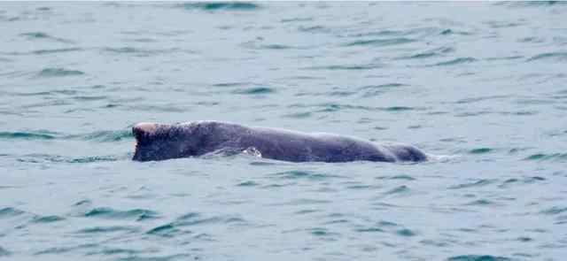 新加坡南部海域发现粉红色海豚 究竟是怎么一回事?