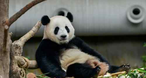 动物园熊猫被砸 事件详细经过！