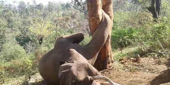大象试图摘取高枝上的菠萝蜜 被卡树干身亡
