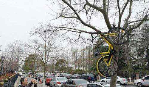 共享单车被挂上树 网友呼吁“不要私占破坏小黄车”