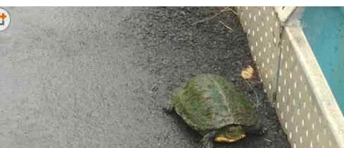 台北山区多处地方遭水浸 野生鱼龟被冲上岸