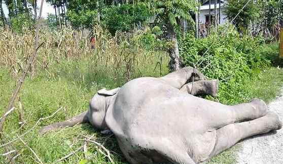 大象稻田触电身亡 没有受到外部伤害但躯干上有烧痕