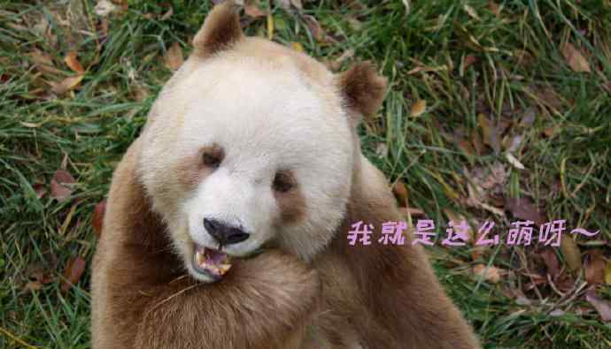 棕色大熊猫被认养 还原事发经过及背后真相！