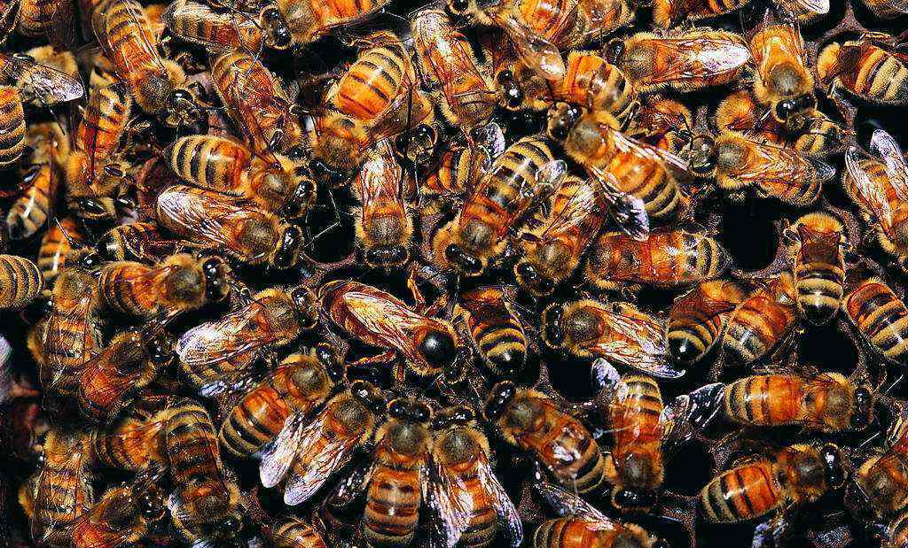 养蜜蜂邻居被蛰肿 蜂主答应社区处理掉蜜蜂