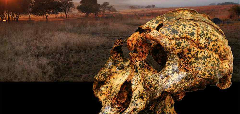南非发现200万年前头骨化石 究竟发生了什么?