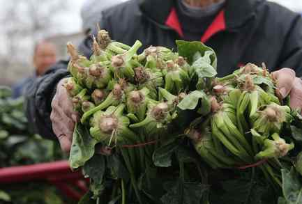 100公斤菠菜26 很多菜农将菠菜撂荒地里