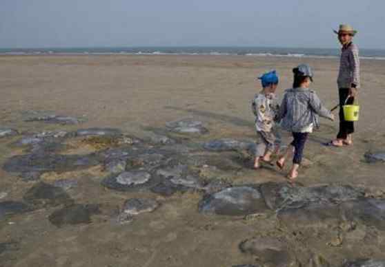 大量水母搁浅沙滩 每只重达数十公斤