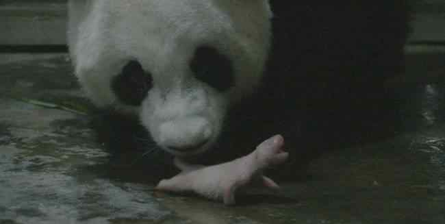大熊猫诞下龙凤胎 登上网络热搜了！