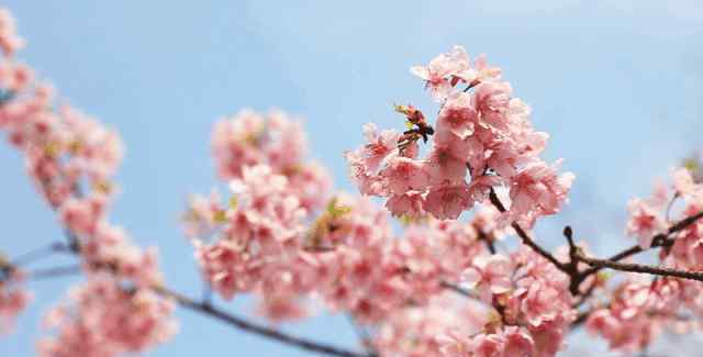 顾村公园樱花节门票 3.30︱樱花正盛的顾村公园樱花，去过的人都被美哭了!