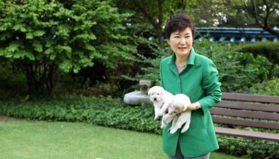 朴槿惠弃犬遭举报 韩国舆论也太“落井下石”了