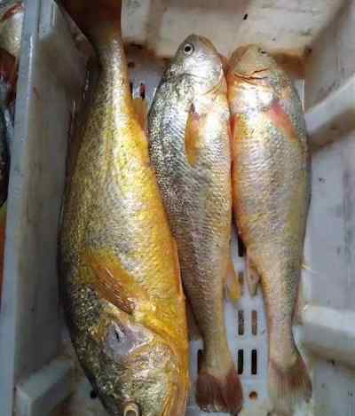 捕获5斤重大黄鱼 重2.66公斤长66厘米