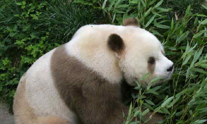 棕色大熊猫被认养 还原事发经过及背后真相！