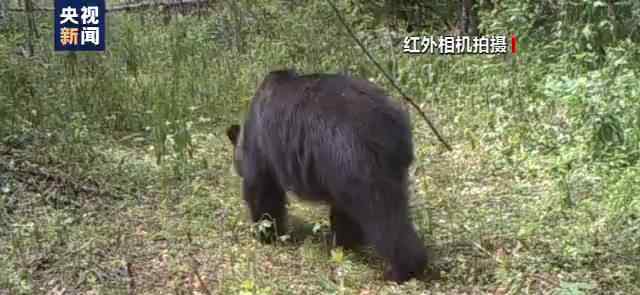 小兴安岭首次找到东北虎吃熊证据 珍贵影像画面曝光