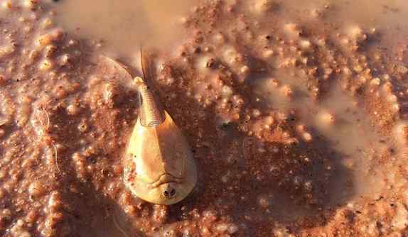 澳洲现史前动物 盾虾似异形堪称活化石