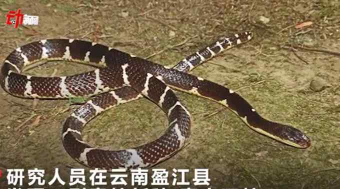 云南发现剧毒蛇新种命名“素贞环蛇” 相对接近“白蛇”形象！