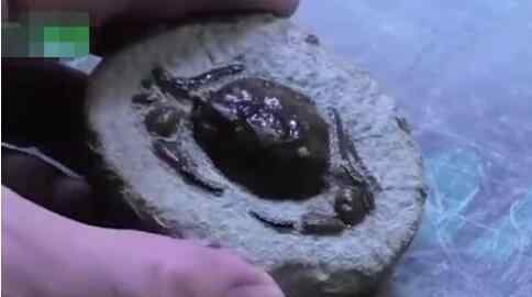 男子意外捡到3500万年前的石头 回家凿开一看惊了