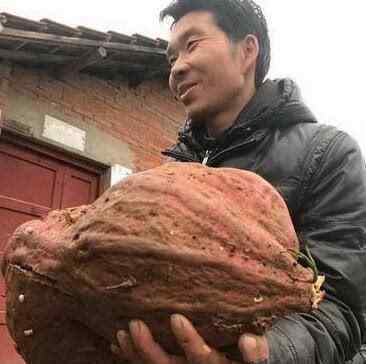 浙江现巨无霸番薯 这么大的番薯还能吃么？