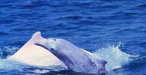 中华白海豚浪漫求偶画面 中华白海豚能活多久平均寿命是多少