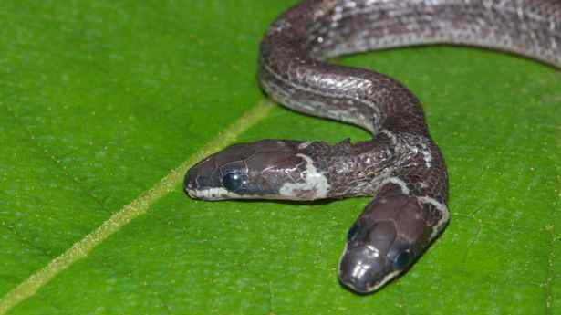 印度东部出现罕见双头蛇 到底什么情况呢？