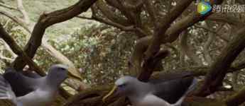 信天翁 信天翁，地球上最大、最能飞、最忠贞的鸟，看得心疼