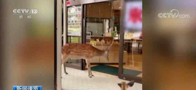 奈良小鹿到餐厅讨食物被婉拒 这意味着什么?