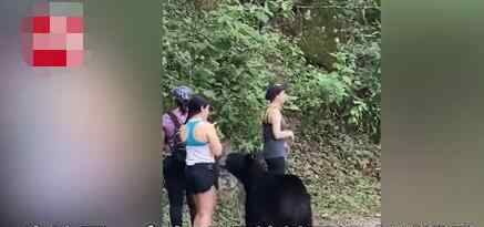 3名女子路遇黑熊被熊抱 真相到底是怎样的？