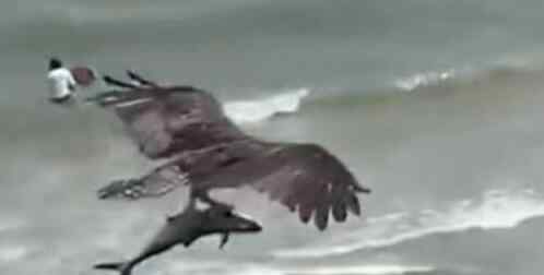 巨大老鹰从海中抓起一头鲨鱼 事件详细经过！