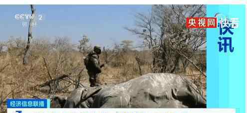 津巴布韦再现大象神秘死亡 登上网络热搜了！