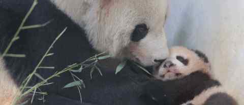 上海大熊猫母子染病去世 疑似动物园照顾不佳